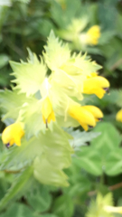 Rhinanthus alectorolophus