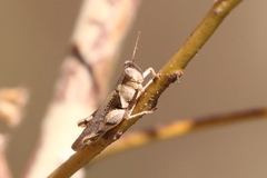 Stenocatantops angustifrons