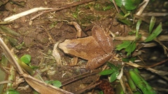 Microhyla achatina