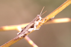 Stenocatantops angustifrons