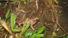 Microhyla achatina