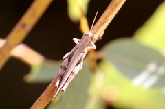 Stenocatantops angustifrons