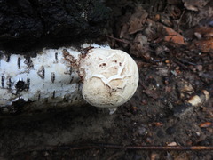 Neolentinus ponderosus