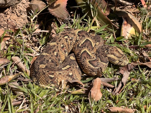 Puff Adder