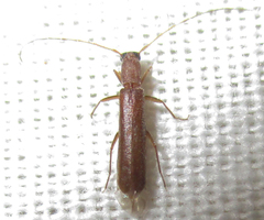 Linopteridius brunneus