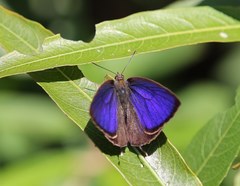 Arhopala alea