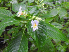 Impatiens edgeworthii