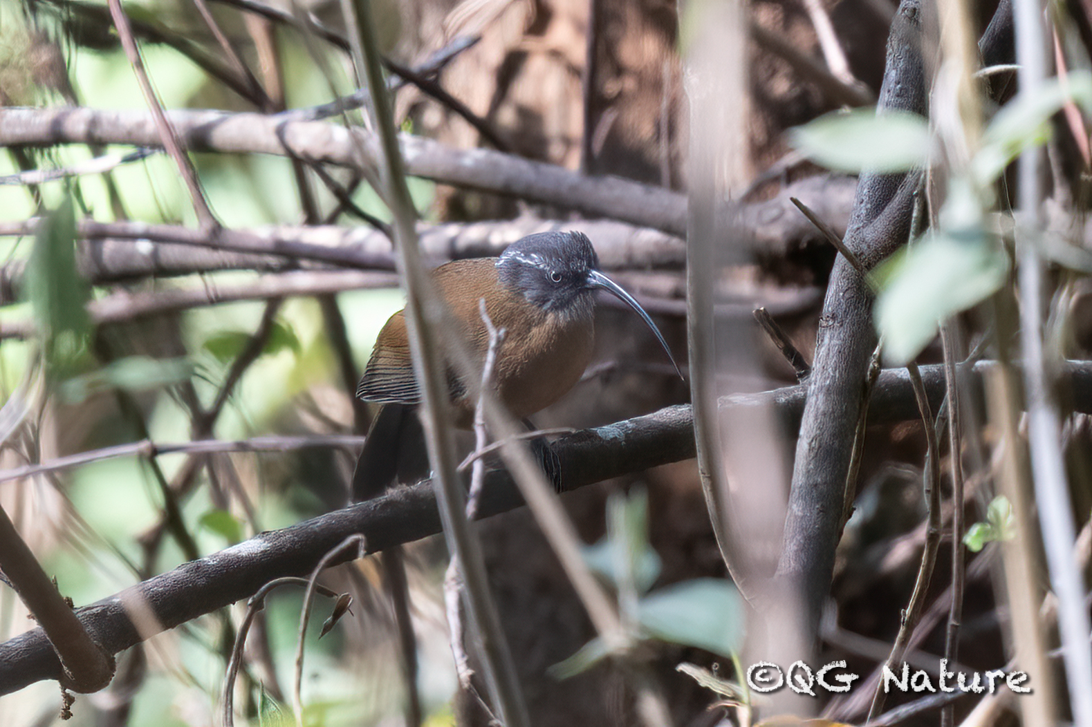 Slender-billed Scimitar Babbler