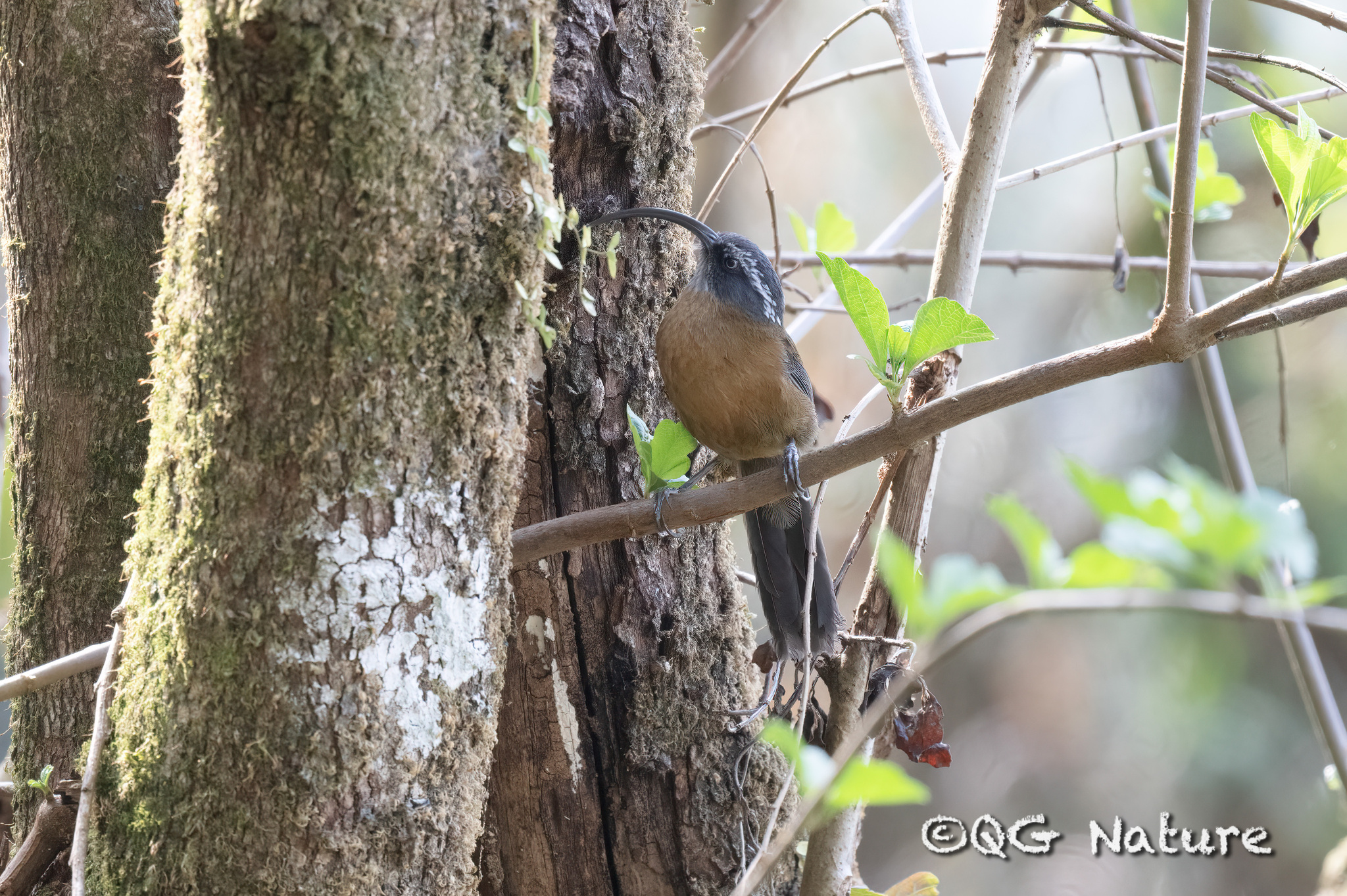 Slender-billed Scimitar Babbler