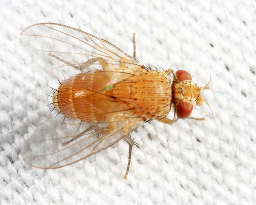 Ceromya flava