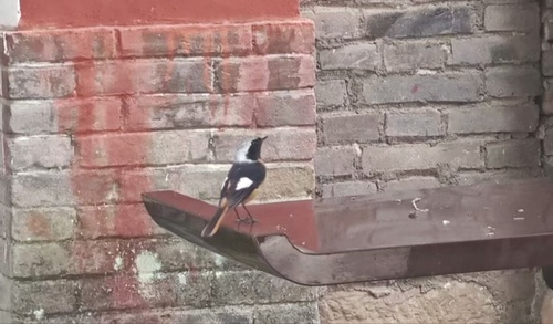 Daurian Redstart