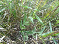 Veronica spuria