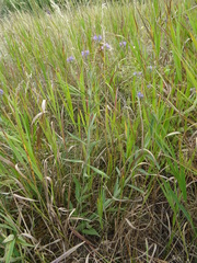Veronica spuria
