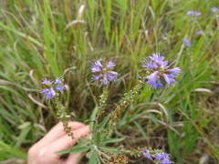 Veronica spuria