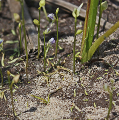 Utricularia uliginosa