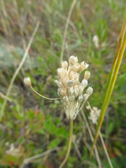 Allium paniculatum