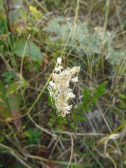 Allium paniculatum