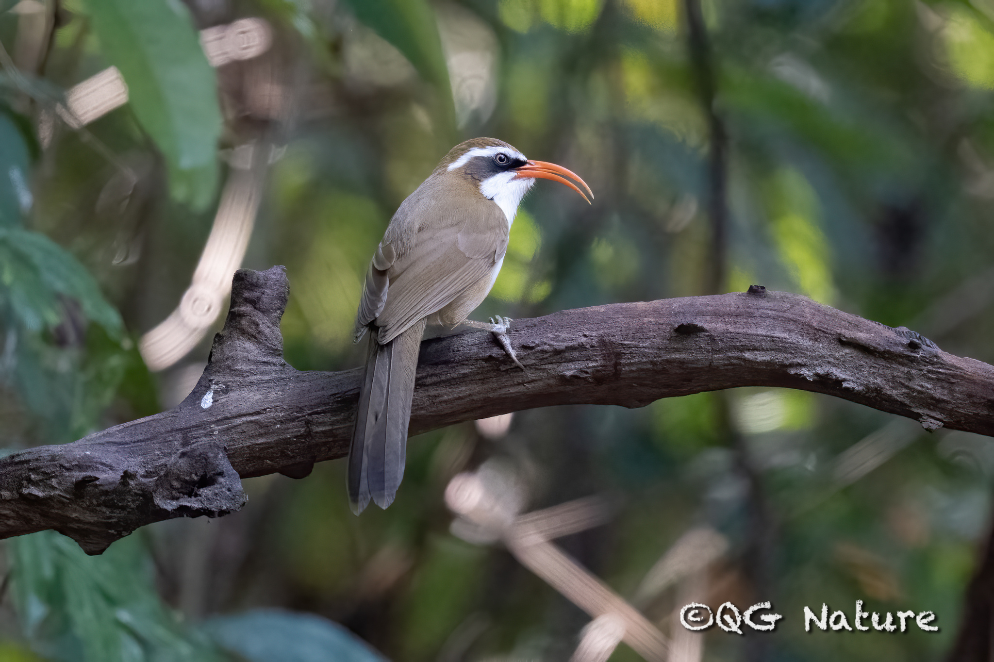 Red-billed Scimitar Babbler