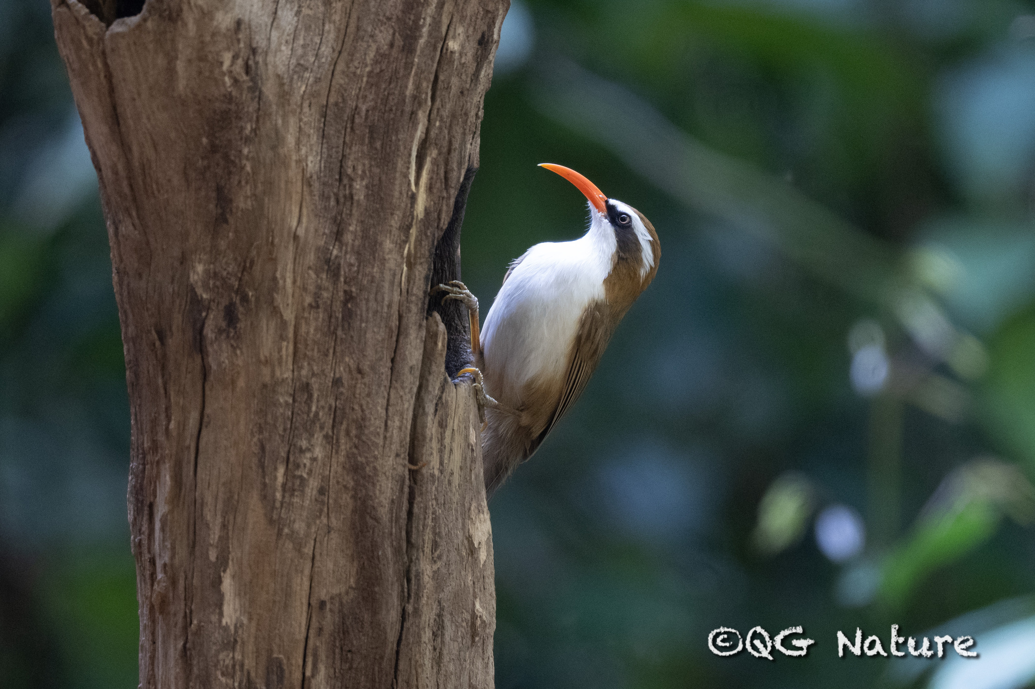 Red-billed Scimitar Babbler