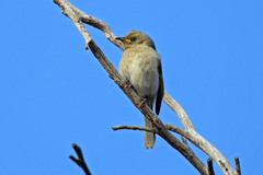 Fuscous Honeyeater photo 5