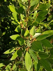 Cryptocarya triplinervis