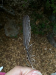 Turdus merula aterrimus