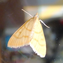 Helvibotys helvialis