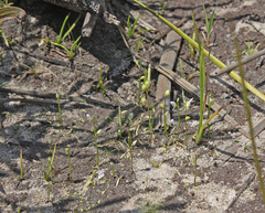 Utricularia uliginosa