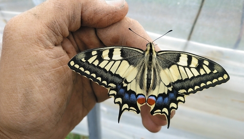 Papilio machaon