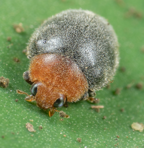 Mealybug Destroyer (Cryptolaemus montrouzieri), a species recorded in Missouri