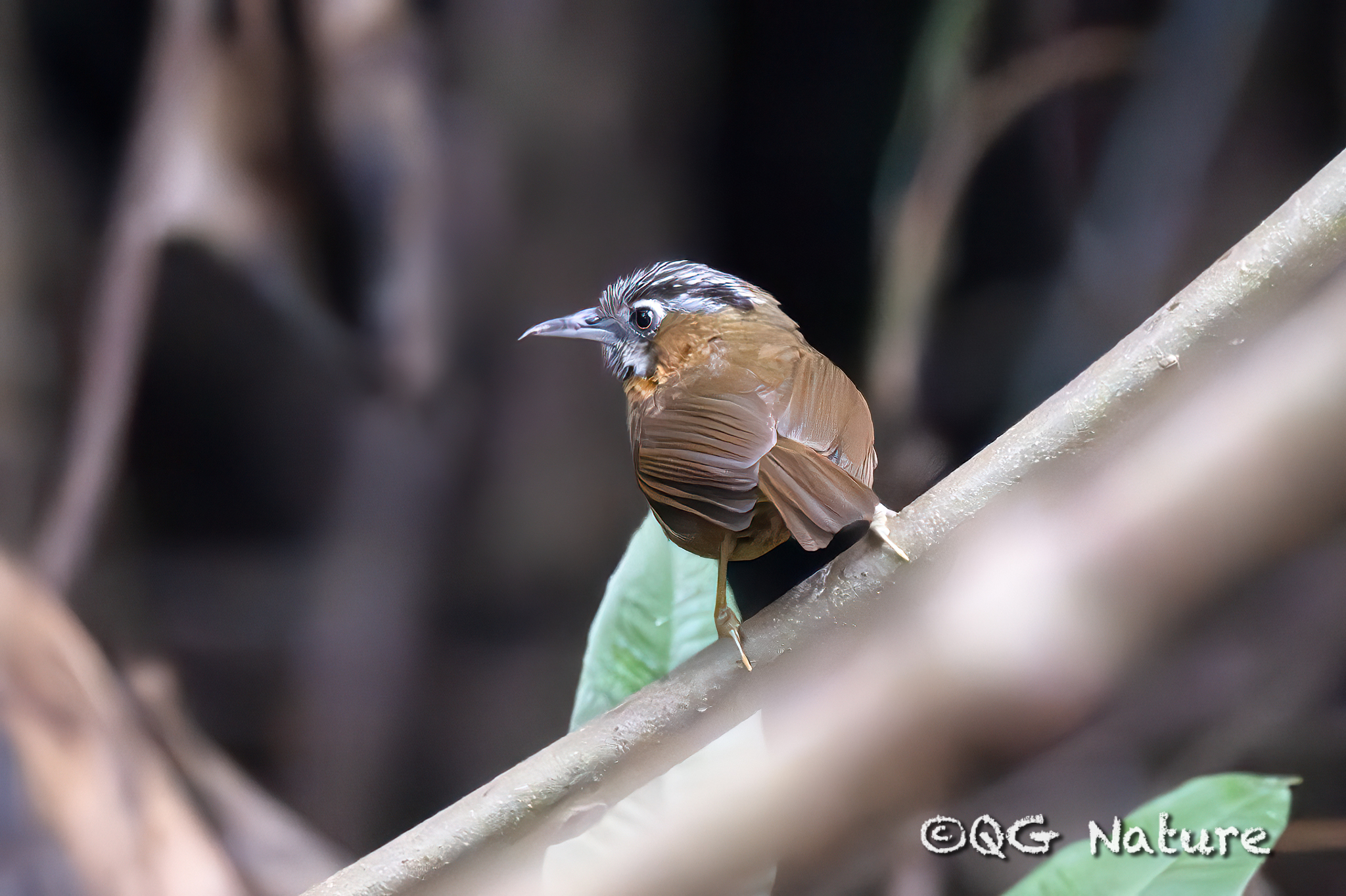 Grey-throated Babbler