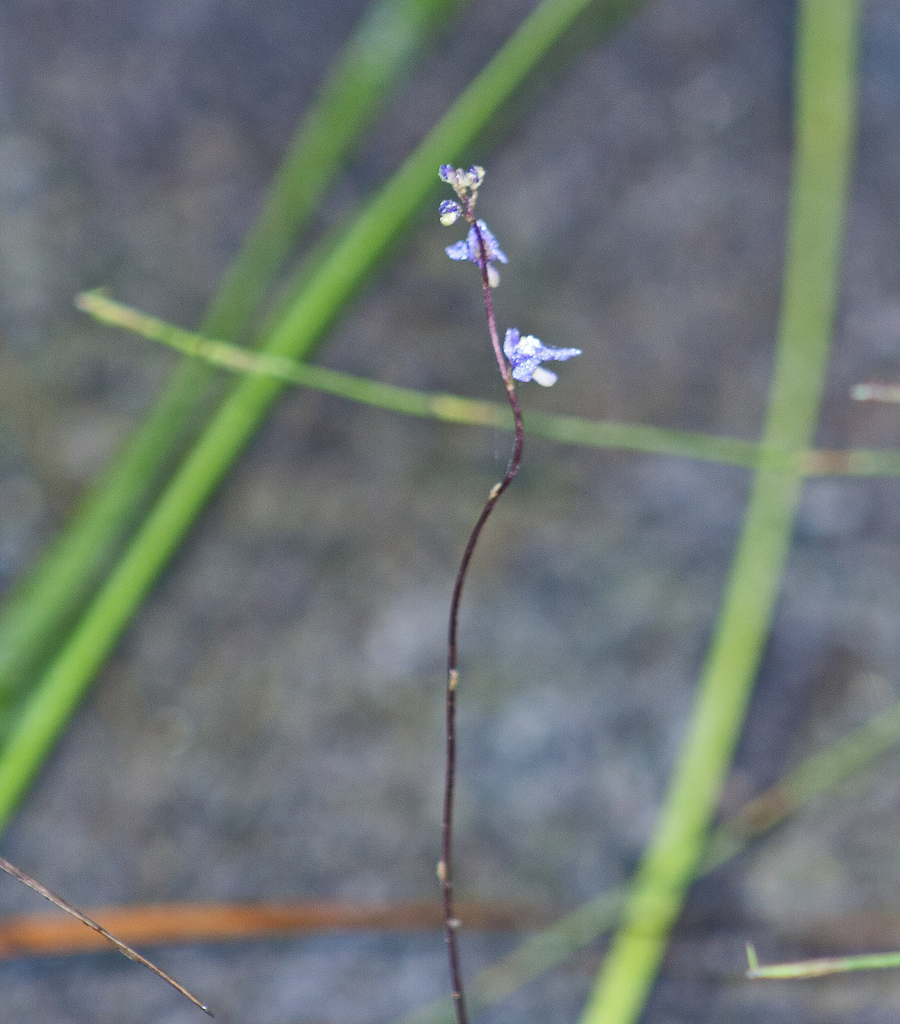 Utricularia biloba R.Br.