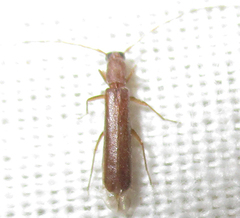 Linopteridius brunneus