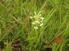 Habenaria linguella