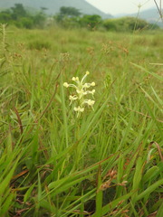 Habenaria linguella