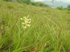 Habenaria linguella