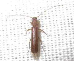 Linopteridius brunneus