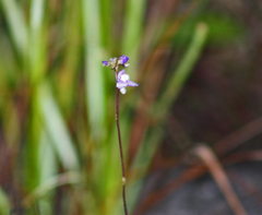 Utricularia biloba