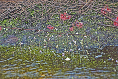 Utricularia uliginosa