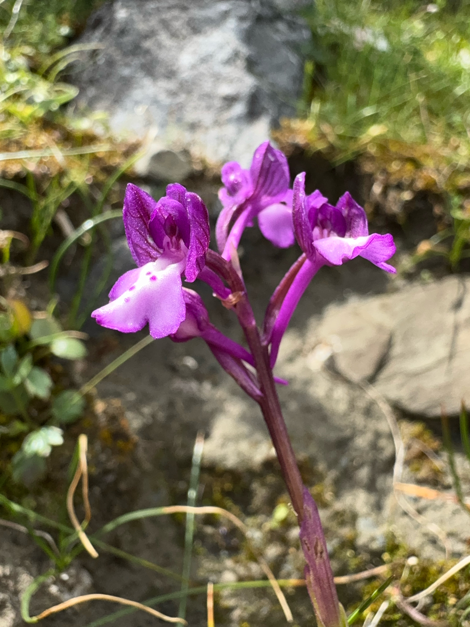 Anacamptis boryi