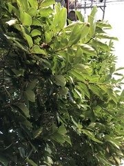 Diospyros kaki