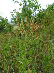 Veronica spuria