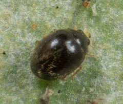 Stethorus punctum