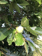 Diospyros kaki