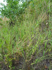 Veronica spuria