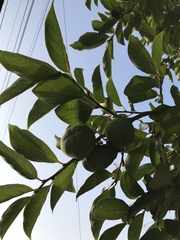 Diospyros kaki
