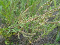 Veronica spuria
