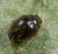 Stethorus punctum