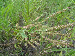 Veronica spuria