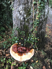 Ganoderma